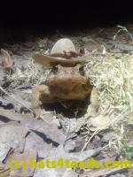 /home//u458753944/public_html/sourcegallery//////////////////////////////////Roxborough Toad Detour/2026/2026-03-11/P3111571.JPG